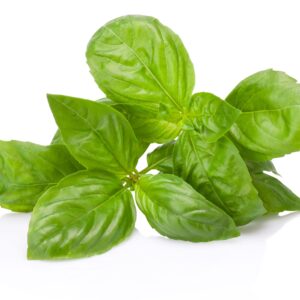 Basil